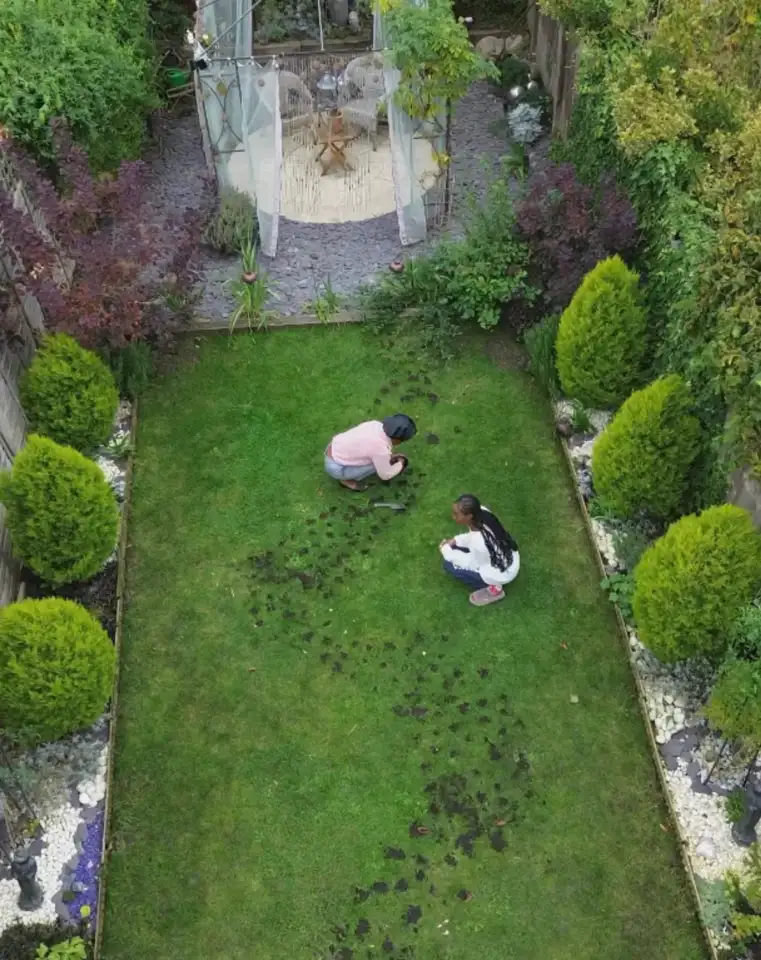 early garden border with white stone and cat