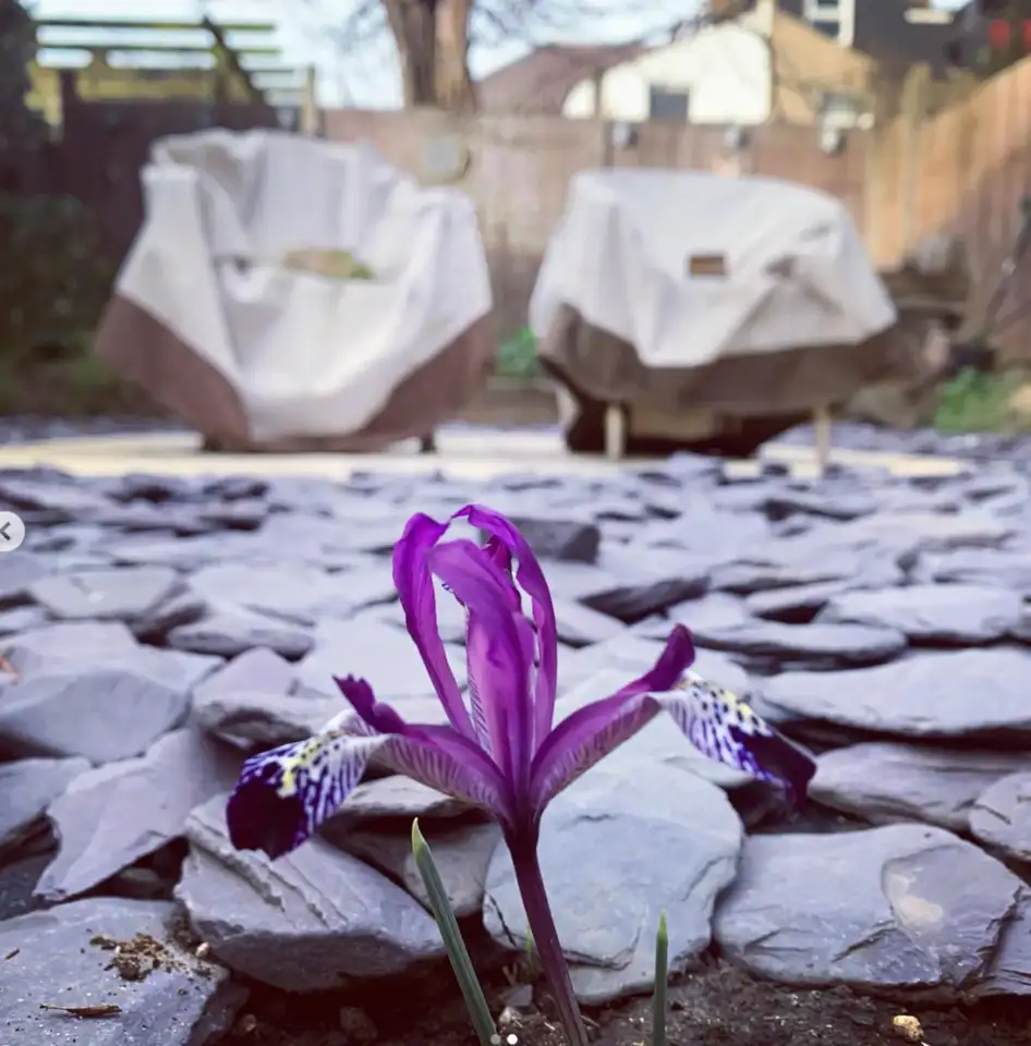 magnolia bud before opening