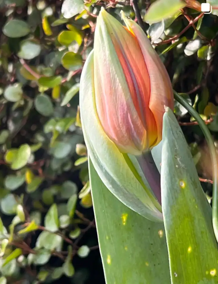 tulip bud closeup